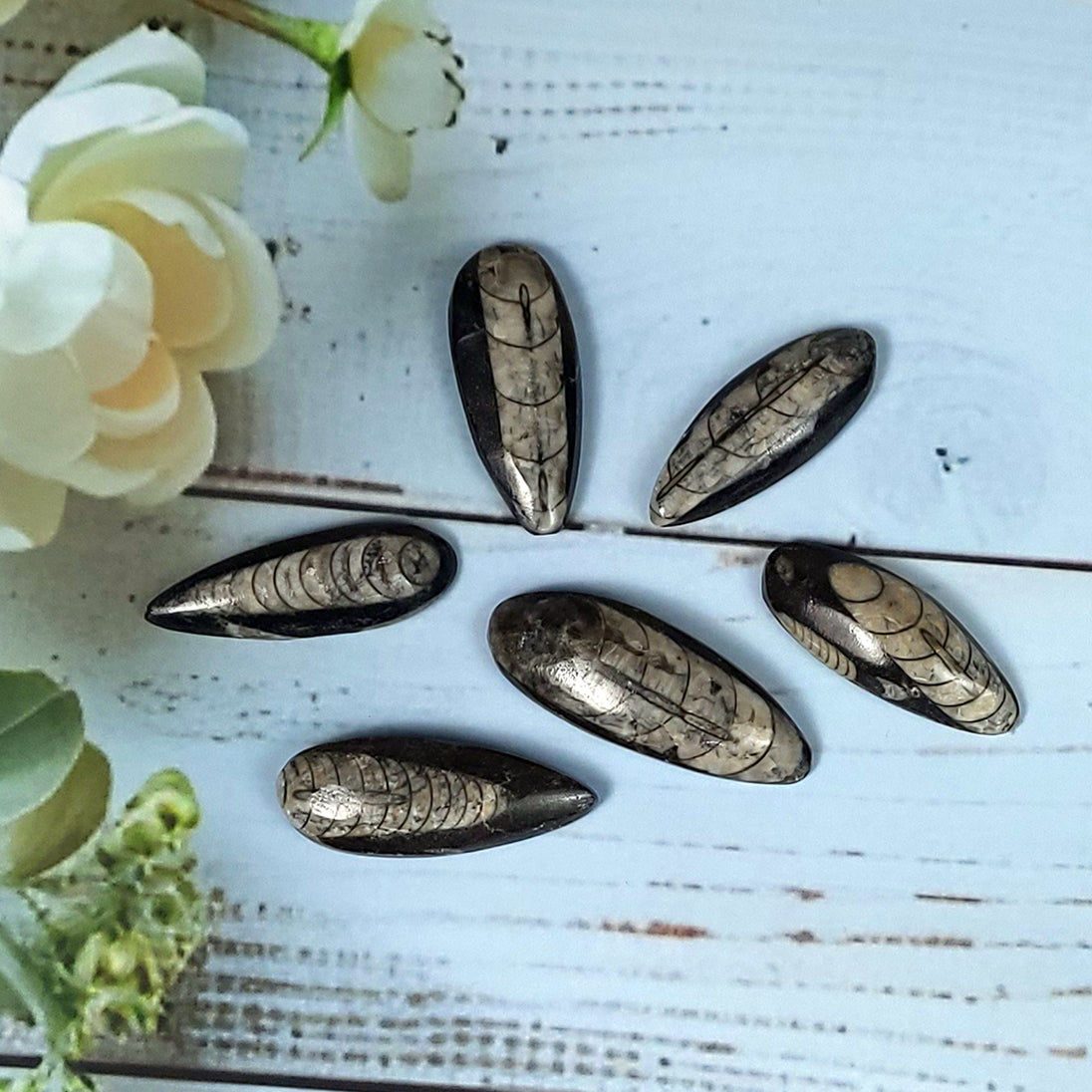 six black Orthoceras Fossil Palm Stone