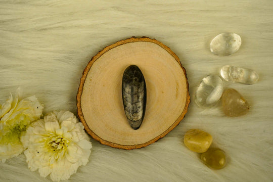 Orthoceras Fossil Palm Stone by Calminds