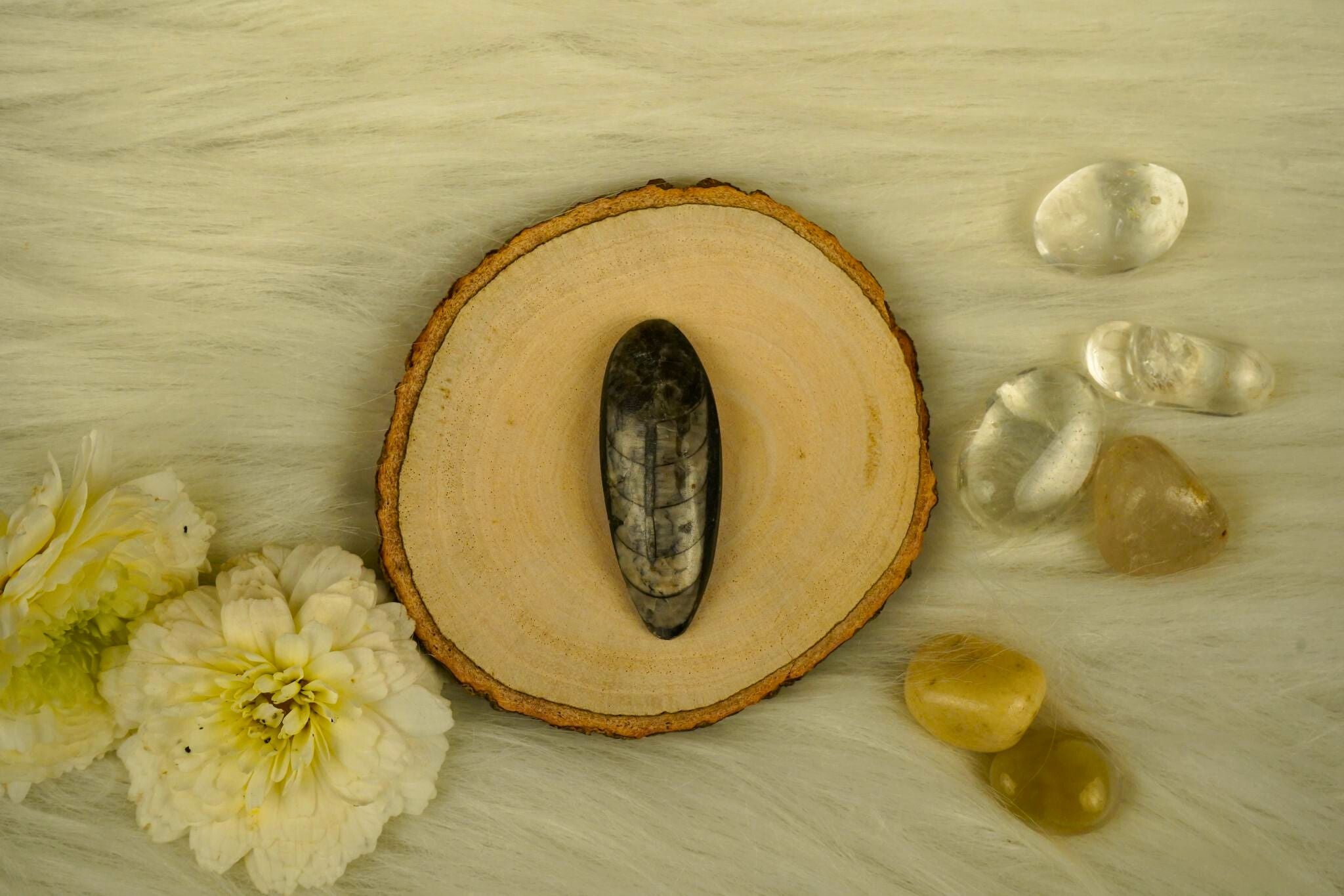 Orthoceras Stone Fossil Collection