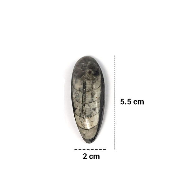 Orthoceras Fossil Palm Stone measurements