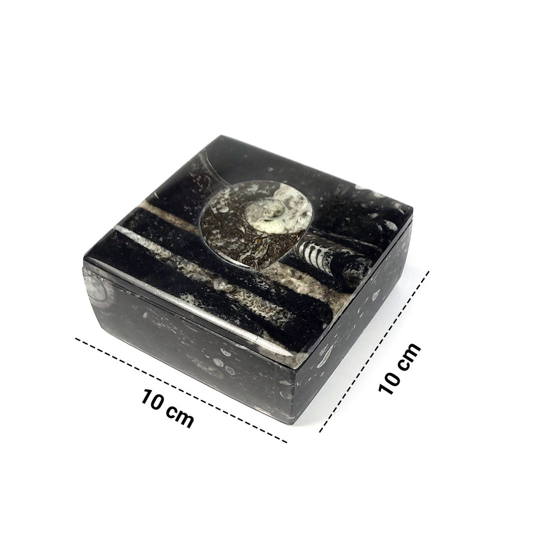 Calminds Orthoceras Fossil Kuber Stone Box measurement