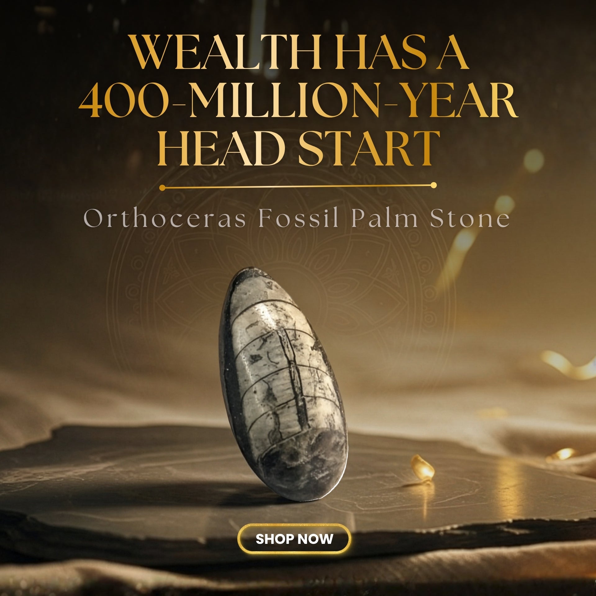 Orthoceras Fossil Palm Stone with text about its age and a 'Shop Now' button on a dark background.